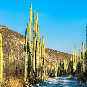 Tehuacan Puebla Biosphere